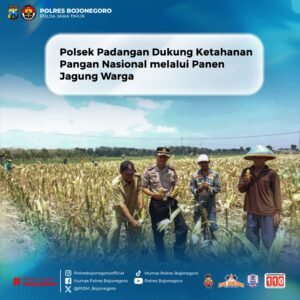 Polsek Padangan Dukung Ketahanan Pangan Nasional Melalui Panen Jagung Warga